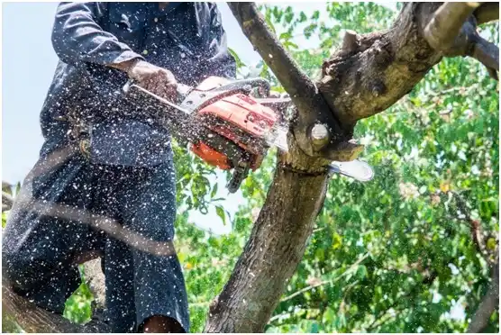 tree services Slatington